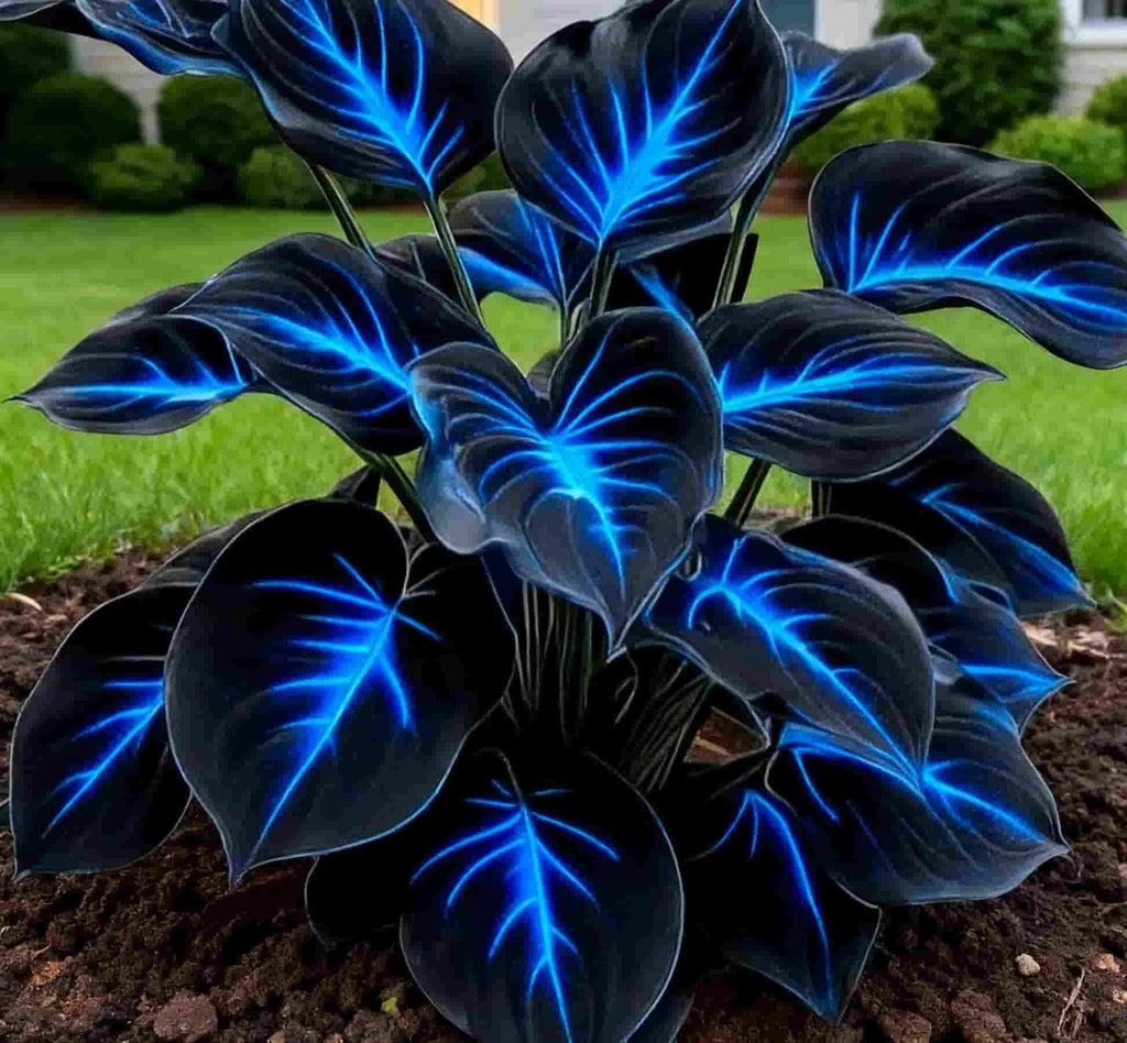 Blue Flame Hostas and Organic Pot Mix