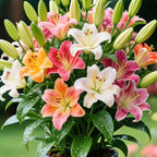 NEW COLORFUL PERFUME LILY BULBS SEEDS(pack of 2)