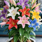 NEW COLORFUL PERFUME LILY BULBS SEEDS(pack of 2)