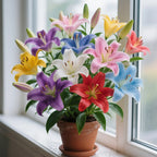NEW COLORFUL PERFUME LILY BULBS SEEDS(pack of 2)