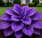 Blue Flame Hostas and Organic Pot Mix