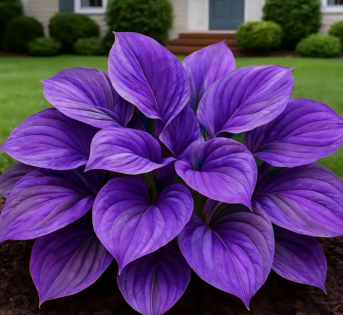 Blue Flame Hostas and Organic Pot Mix